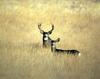 Mule Deer pair (Odocoileus hemionus)