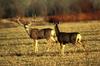 Mule Deer pair (Odocoileus hemionus)