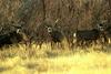 Mule Deer herd (Odocoileus hemionus)