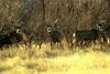 Mule Deer herd (Odocoileus hemionus)