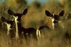 Mule Deer herd (Odocoileus hemionus)