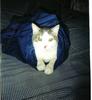 my kitten