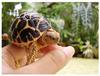 my baby star tortoise