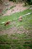 Muntjac Deer pair (Muntiacus sp.)