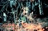 Deer pair (Cervus sp.)