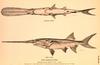 American Paddlefish illust (Polyodon spathula)