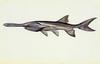 American Paddlefish illust (Polyodon spathula)