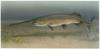 American Paddlefish illust (Polyodon spathula)