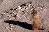 Black-tailed Prairie Dog (Cynomys ludovicianus)