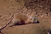 Black-tailed Prairie Dog (Cynomys ludovicianus)