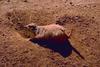 Black-tailed Prairie Dog (Cynomys ludovicianus)