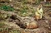 Black-tailed Prairie Dogs (Cynomys ludovicianus)