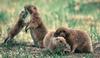 Black-tailed Prairie Dogs (Cynomys ludovicianus)