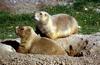 Black-tailed Prairie Dog pair (Cynomys ludovicianus)