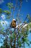 North American Porcupine (Erethizon dorsatum)