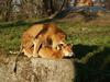 In Warsaw ZOO