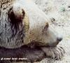 bears