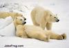 Polar bears