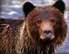 bears