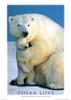 Polar bears