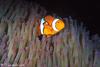 a clownfish