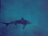 Blacktip Shark (Carcharhinus limbatus)