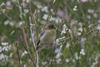 Bushtit (Psaltriparus minimus)