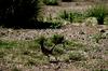 Greater Roadrunner (Geococcyx californianus)