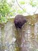 Termite mound on wall