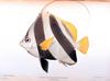 Bannerfish/Featherfin Bullfish (Heniochus acuminatus)