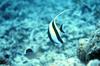 Moorish Idol (Zanclus cornutus)