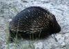 Echidna 2