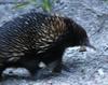 Echidna 3