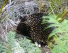 Echidna 4