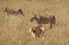 African Lion (Panthera leo)