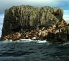 Steller Sea Lion colony (Eumetopias jubatus)