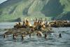 Steller Sea Lion colony (Eumetopias jubatus)