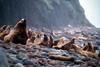 Steller Sea Lion colony (Eumetopias jubatus)