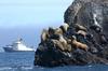 Steller Sea Lion herd (Eumetopias jubatus)