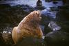 Steller Sea Lion (Eumetopias jubatus)