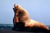 Steller Sea Lion bull (Eumetopias jubatus)