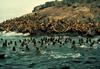 Steller Sea Lion colony (Eumetopias jubatus)