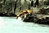 Steller Sea Lion group (Eumetopias jubatus)