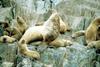 Steller Sea Lion group (Eumetopias jubatus)