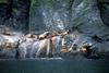 Steller Sea Lion group (Eumetopias jubatus)