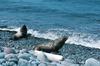 Steller Sea Lion (Eumetopias jubatus)