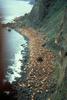 Steller Sea Lion colony (Eumetopias jubatus)