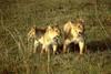 African Lion cubs (Panthera leo)