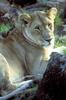 African Lion, lioness (Panthera leo)