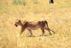 African Lion, lioness (Panthera leo)